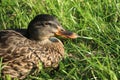 Duck closeup