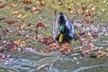 Duck among colored leaves in the lake Royalty Free Stock Photo