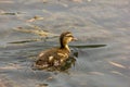 Duck is the common name of an important number of anseriform birds, generally migratory, belonging to the Anatidae family.