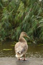 A duck standing by the pond.