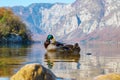 Duck couple floating on lake surface, autumn forest and mountains in background