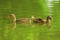 Duck couple in green water pond Royalty Free Stock Photo