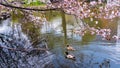 Duck couple swim with cherry blossom Royalty Free Stock Photo