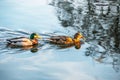 Duck couple swimming in the river isar in winter Royalty Free Stock Photo