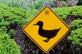 Duck crossing Royalty Free Stock Photo