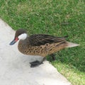 Duck crossing the stret of paviment