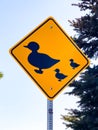 Cute Duck Crossing In Modesto