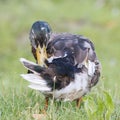 Duck dance and showing his back Royalty Free Stock Photo