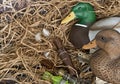 Duck decoy with stuffed and calls Royalty Free Stock Photo