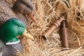 Duck decoy with stuffed and calls Royalty Free Stock Photo