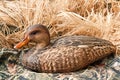 Duck decoy with stuffed and calls Royalty Free Stock Photo