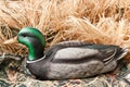 Duck decoy with stuffed and calls Royalty Free Stock Photo