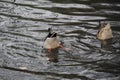 The duck dives for food