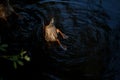 Duck dives and hunts under water for prey. Upside down