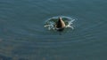 A duck dives under water in pond