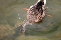 Duck diving for food