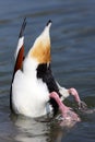 Duck diving in water Royalty Free Stock Photo