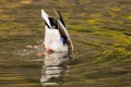 Duck diving in water