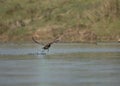 Duck diving into the water in pursuit of a fish.