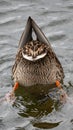 Duck Diving In The Water 