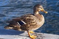 Duck green mallard male wildlife hunting water bird nature Royalty Free Stock Photo