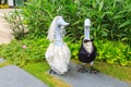 Duck doll in wedding dress And a tuxedo in the garden.