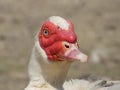 Duck Drake Beak Male Royalty Free Stock Photo