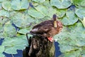 duck drake cleaning feathers