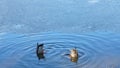 Duck and drake ducked for food into the lake, only tails stick out Royalty Free Stock Photo