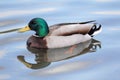 Duck Drake, Enterich, Erpel swims on a lake, Germany Royalty Free Stock Photo