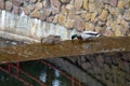 Duck and drake feed at the edge of a waterfall in a city park.