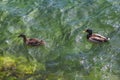 duck and drake floating in the clear water of the lake Mondsee