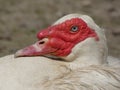 Duck Drake Head Male Royalty Free Stock Photo