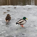 Duck and drake on ice. Royalty Free Stock Photo