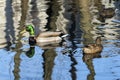 A duck and a Drake in the soft sunlight swim in the lake in the spring. Background