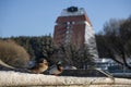 Duck and drake stand on the embankment of the river in the city park. Pair of birds in relationship look at each other