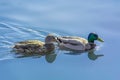 Duck and Drake are swimming. Wild Ducks Couple