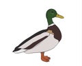 Duck drake. vector