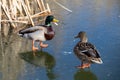 Duck and drake walk on fresh thin ice Royalty Free Stock Photo