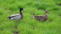 duck drakes on a walk in the wild