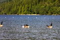 Ducks swimming in Lake Water with Trees on Mountains in Background