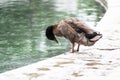 1 duck getting a drink at side of pond