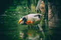 Duck Drinking Water ,Baby Ducks playing in the water Royalty Free Stock Photo