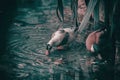 Duck Drinking Water ,Baby Ducks playing in the water