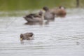 Duck drinking water in the lake with a group of ducks in the blurred background Royalty Free Stock Photo