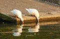 Duck drinking water pond and reflecting on the ripples