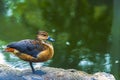 Duck, duck, duck, water in the river on a sunny day and splashing water around