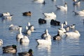 Duck, Duck. Goose 3: Fall Migration returns to Columbia Basin Royalty Free Stock Photo