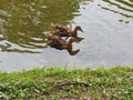 Duck duck goose water lake reflection Royalty Free Stock Photo