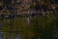 The duck ducked into the water, seeking food. Royalty Free Stock Photo